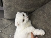 Scottish fold kedime yuva arıyorum