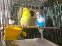 Jumbo yerli ve yavru muhabbet kuşu takımlar