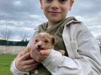 Toy poodle yavrular