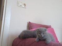 Güzeller güzeli dişi ve erkek scottish fold yavrularım