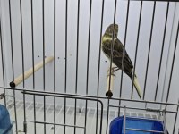 Erkek Kanarya