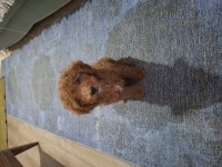 Toy poodle 3 aylık dişi