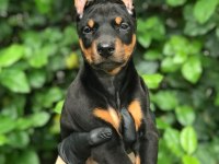 HARİKA DİŞİ DOBERMAN BEBEKLER