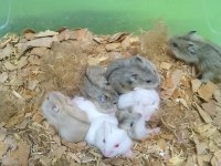 80 civarı toptan gonzales hamster