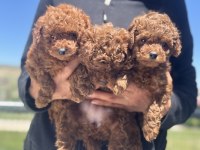 Anrada ziyarete açık show kalite toy poodle yavrular
