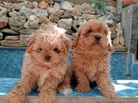 Maltipoo Yavrular