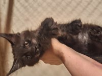 Safkan dev Maine coon yavrular full şecere
