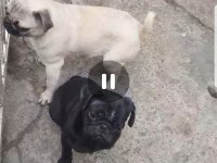 ORJİNAL SIFIR BURUN VE KUYRUK DİŞİ VE ERKEK PUG