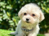 SEVİMLİ MALTESE TERRİER