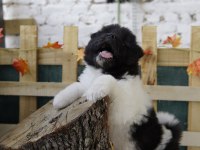 A kalite Amerikan akita yavrularımız