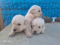 Erkek disi golden yavrularimiz