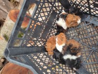 0-2 aylık ele alıştırmalık safkan guinea pig