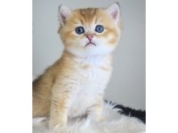 British Shorthair Golden Yavruları