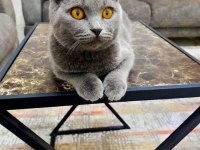 Sahiplendirilecek scottish fold