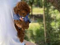Poodle Bebekler