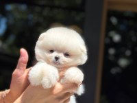 Karbeyaz Pomeranian Boo