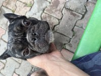 Akıl küpü bulldog köpeğimiz