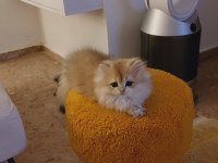 Şecereli British Longhair Kediler Sahiplendirilecek