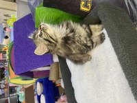 Brıtısh longhair tabby yavru