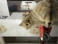 British Golden Longhair Erkek