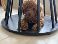 Orjinal ırk garantili toy Poodle