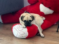 dişi pug 1 yaşında köpeğimiz