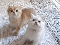 Safkan british shorthair yavrular