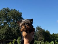 Yorkshire Terrier Teacup Bebekler