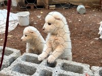 A Kalite Samoyed Yavrularımız