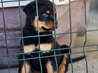 Erkek Dişi A Scr Kif Rottweiler
