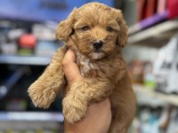 2 aylık bebek maltipoo