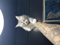 Saf kan Dev xxl boy maine coon yavruları
