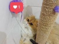 Şecereli British Longhair Dişi