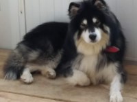 Alaska Malamute 2 Yaşındaki Oğluma Eş Arıyorum