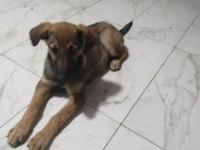 Sahibinden Bakımlı Köpeğimiz