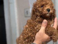 GÜNCEL 1450 GR TOY POODLE KIZIMIZ