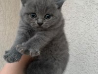 Safkan British Shorthair Yavrumuz