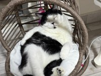 Ücretsiz bitter british shorthair kardeşler