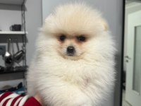 3.5 aylık teddy face pomeranian boo