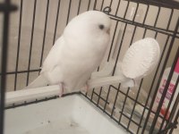 Albino 46 günlük yavrumuhabbet kuşu konuşmaya çok yatkın