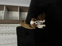 Anne altından cavalier King charles