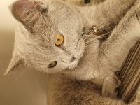 2 Yaşında dişi ve çok uysal british shorthair