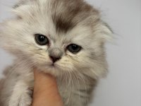 Scottish Fold - Longhair dişi ve erkek yavrular