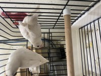2 takım albino papağanımız kusursuz takım güvenli gönderim