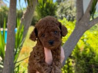 Dişi ve erkek teacup poodle