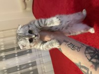 3 Aylık Scottish Fold Dişi