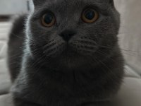 Scottish Fold 3 yaşında Dişi