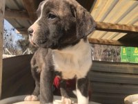 1 aylık yavrular yeni sahiplerini bekliyor presa canario