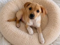 Jack Russell Pinscher Yavrusu