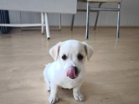 2 Aylık Yavru Bebek Chihuahua